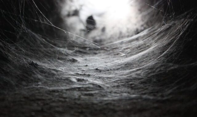 A teia de aranha do elefante